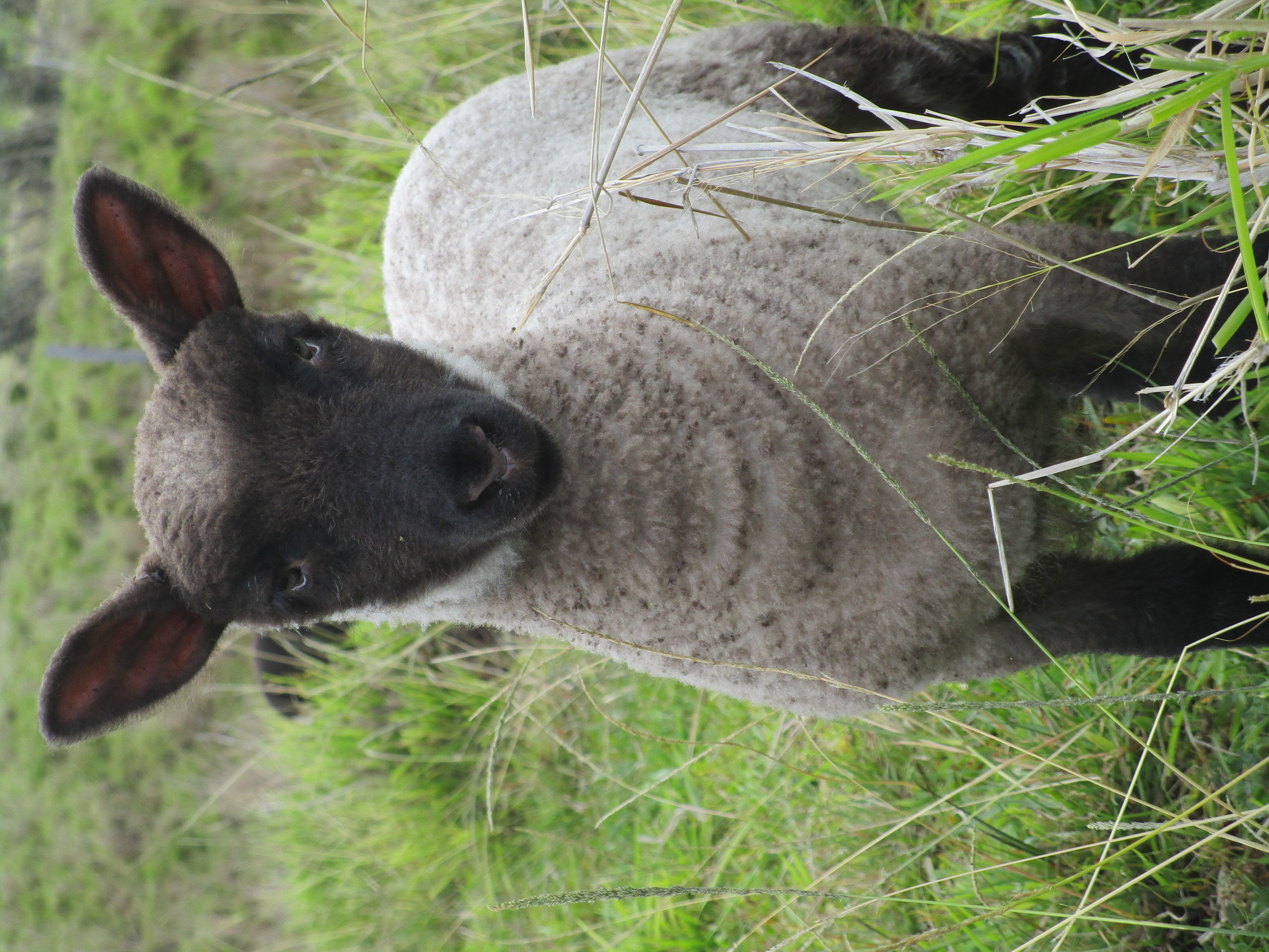 Little lamb